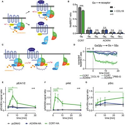 ACKR4 Recruits GRK3 Prior to β-Arrestins but Can Scavenge Chemokines in the Absence of β-Arrestins